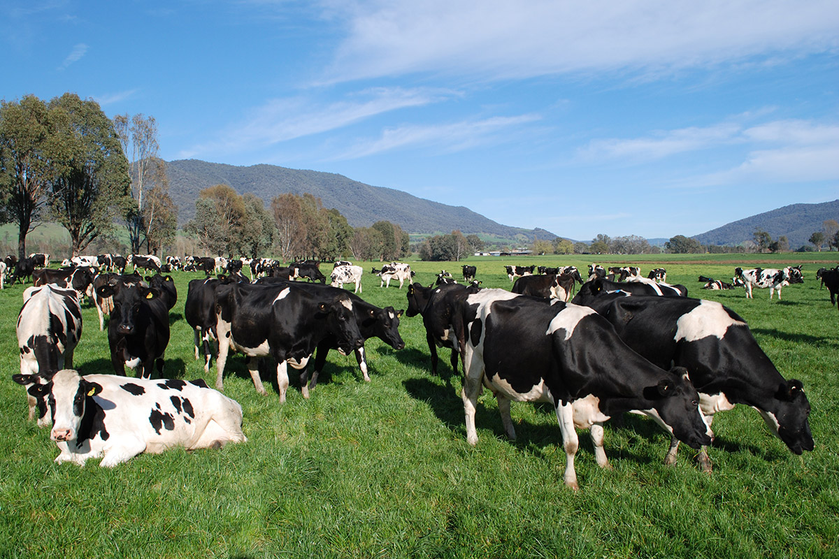 Mountain Milk Coop Cooperative Farming